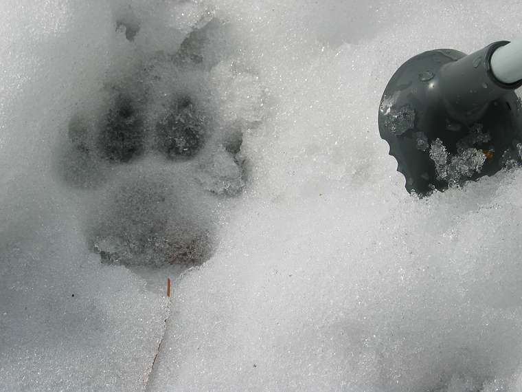Jan. 16, 2005 - In the vicinity of Fallen Leaf Lake just south of Lake Tahoe, California.<br />Possible mountain lion paw print next to Joyce's ski pole.