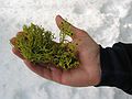 Jan 17, 2005 - Near Truckee, California.<br />Joyce holding the two kinds of moss growing on the trees.