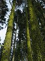 Jan 17, 2005 - Near Truckee, California.<br />Moss covered trees. Here the moss grows on the south side.