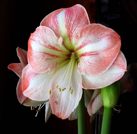 Feb. 5, 2005 - Merrimac, Massachusetts.<br />The amaryllis, before the crash.