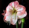 Feb. 5, 2005 - Merrimac, Massachusetts.<br />The amaryllis, before the crash.