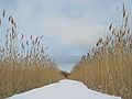 Feb. 22, 2005 - Plum Island, Massachusetts.<br />Hellcat swamp area.