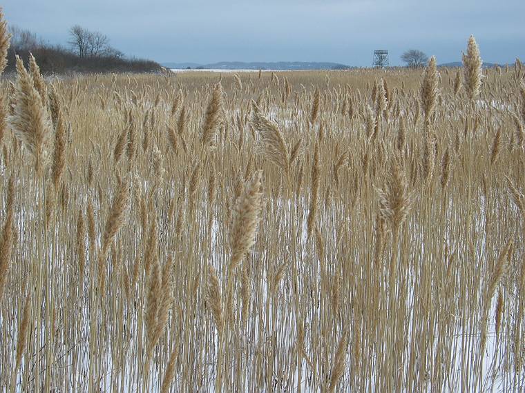 Feb. 22, 2005 - Plum Island, Massachusetts.<br />Hellcat swamp area.