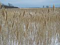 Feb. 22, 2005 - Plum Island, Massachusetts.<br />Hellcat swamp area.