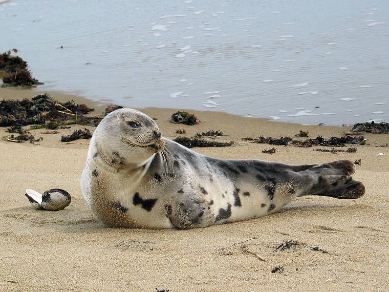 Feb. 28, 2005 - Parker River National Wildlife Refuge, Plum Island, Massachusetts.<br />Seal.