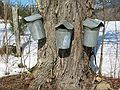 March 20, 2005 - Campton, New Hampshire.<br />Along Chickenboro Road in Goose Hollow.<br />Collecting maple sap for maple syrup.