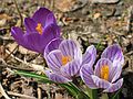 April 8, 2005 - 19 Woodland Street, Merrimac, Massachusetts.<br />Crocuses in our yard.