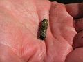 April 17, 2005 - Maudslay State Park, Newburyport, Massachusetts.<br />Joyce holding a caddisfly larva case made of small stones and glued together by the larva.