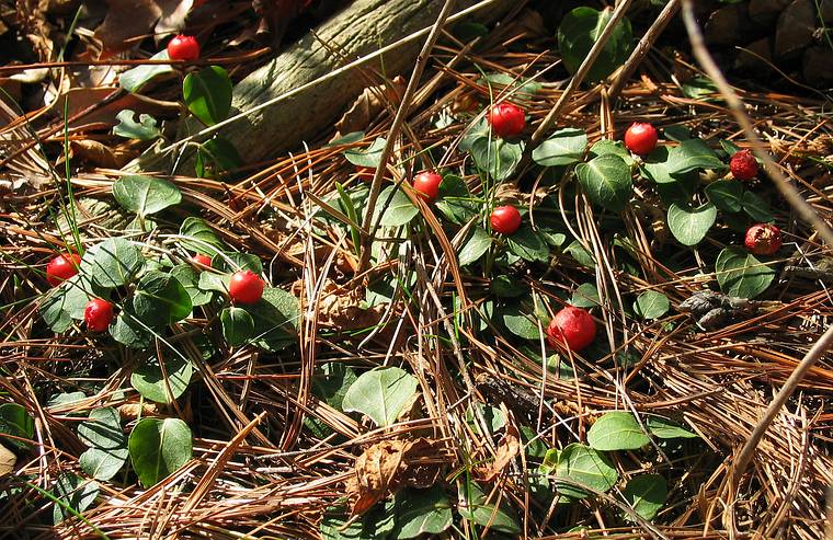 April 17, 2005 - Maudslay State Park, Newburyport, Massachusetts.<br />Partridge berries.