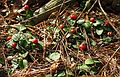 April 17, 2005 - Maudslay State Park, Newburyport, Massachusetts.<br />Partridge berries.