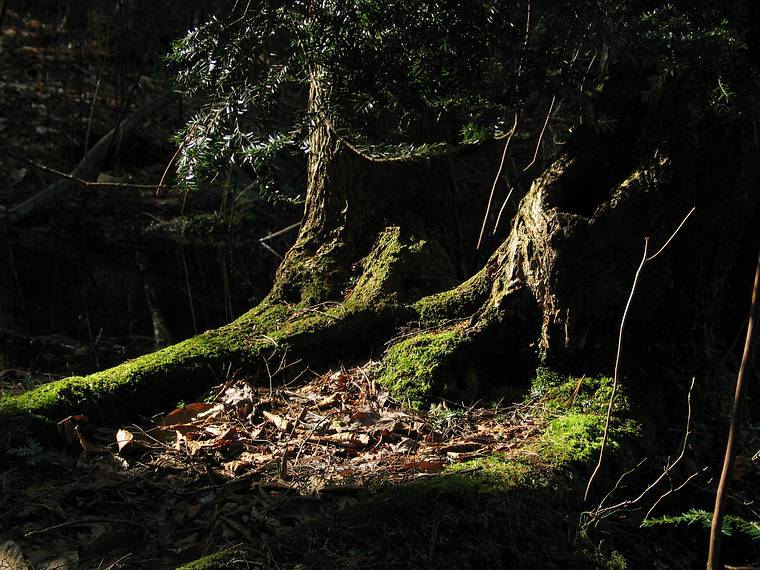 April 17, 2005 - Maudslay State Park, Newburyport, Massachusetts.
