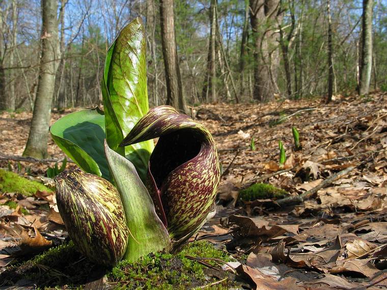 April 18, 2005 - Maudslay State Park, Newburyport, Massachusetts.<br />Skunk cabbage.