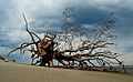 May 3, 2005 - Sandy Point State Park, Plum Island, Massachusetts.