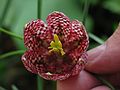 May 3, 2005 - Newburyport, Massachusetts.<br />Unidentified flower in John Geesink's and Bonnie Sontag's garden.