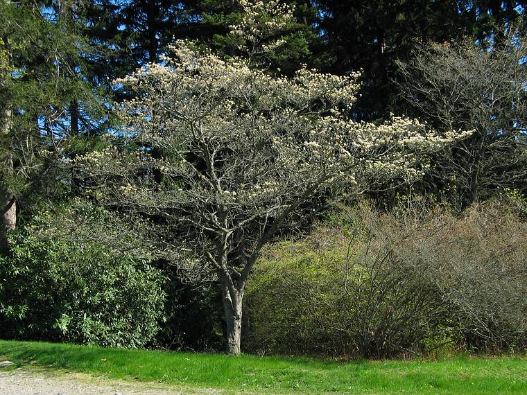 May 10, 2005 - Maudslay State Park, Newburyport, Massachusetts.
