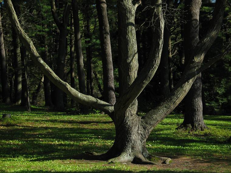 May 10, 2005 - Maudslay State Park, Newburyport, Massachusetts.