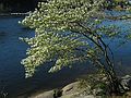 May 10, 2005 - Maudslay State Park, Newburyport, Massachusetts.