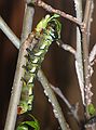 May 14, 2005 - The Butterfly Place, Westford, Massachusetts.