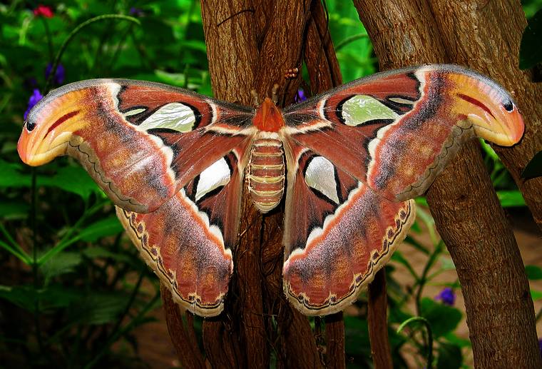 May 14, 2005 - The Butterfly Place, Westford, Massachusetts.<br />Atlas moth.
