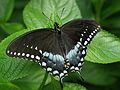 May 14, 2005 - The Butterfly Place, Westford, Massachusetts.<br />Spicebush Swallowtail (papilio troitus).
