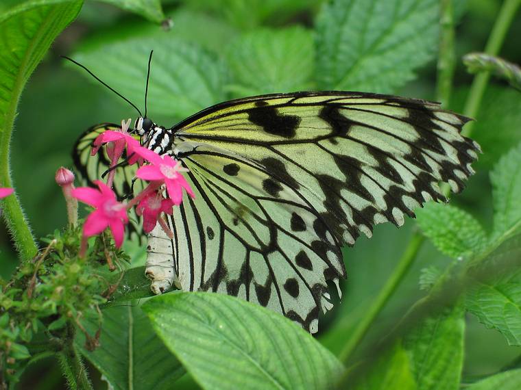 May 14, 2005 - The Butterfly Place, Westford, Massachusetts.<br />Rice Paper (idea leuconoe).