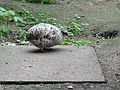 May 14, 2005 - The Butterfly Place, Westford, Massachusetts.<br />Quail.