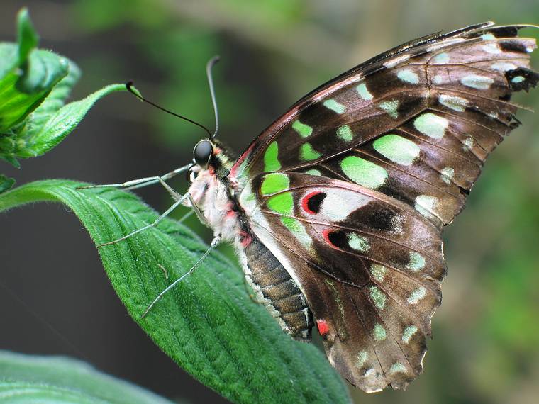 May 14, 2005 - The Butterfly Place, Westford, Massachusetts.