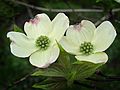 May 17, 2005 - Maudslay State Park, Newburyport, Massachusetts.<br />Dogwood.