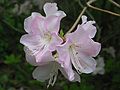 May 17, 2005 - Maudslay State Park, Newburyport, Massachusetts.<br />Azalea?