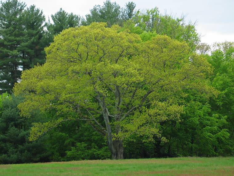 May 17, 2005 - Maudslay State Park, Newburyport, Massachusetts.