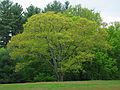 May 17, 2005 - Maudslay State Park, Newburyport, Massachusetts.