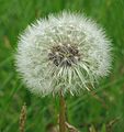 May 17, 2005 - Maudslay State Park, Newburyport, Massachusetts.<br />Dandelion.