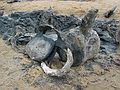 May 27, 2005 - Parker River National Wildlife Refuge, Plum Island, Massachusetts.<br />The remains of a humpback whale that had been buried off parking lot #1 eight years ago,<br />and now unearthed by the nor'easter of the last few days.