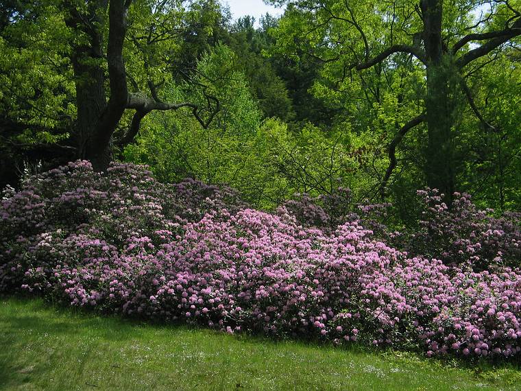 June 3, 2005 - Maudslay State Park, Newburyport, Massachusetts.<br />Azaleas.