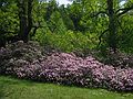 June 3, 2005 - Maudslay State Park, Newburyport, Massachusetts.<br />Azaleas.