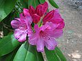 June 3, 2005 - Maudslay State Park, Newburyport, Massachusetts.<br />Rhododendron.
