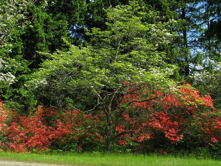 June 3, 2005 - Maudslay State Park, Newburyport, Massachusetts.<br />Dogwood with white blooms and orange azaleas.