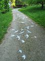 June 4, 2005 - Maudslay State Park, Newburyport, Massachusetts.<br />Outdoor Sculpture Show - installation day 1.<br />Caroline Bagenal's "Flight Path". Non-toxic turf marking paint.