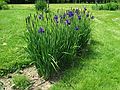 June 10, 2005 - Maudslay State Park, Newburyport, Massachusetts.