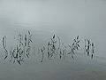 June 18, 2005 - White Lake State Park, Tamworth, New Hampshire.<br />White Lake.
