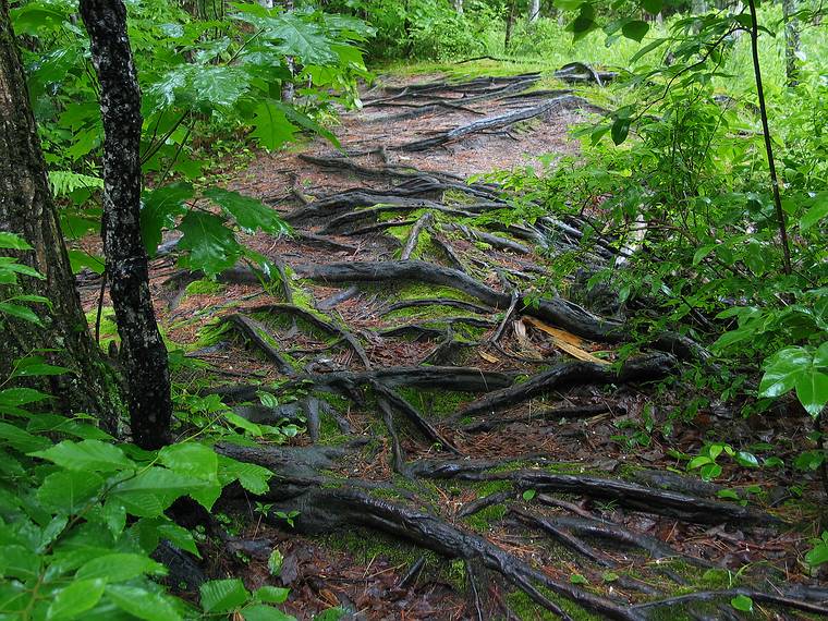 June 18, 2005 - White Lake State Park, Tamworth, New Hampshire.<br />Trail around White Pond.