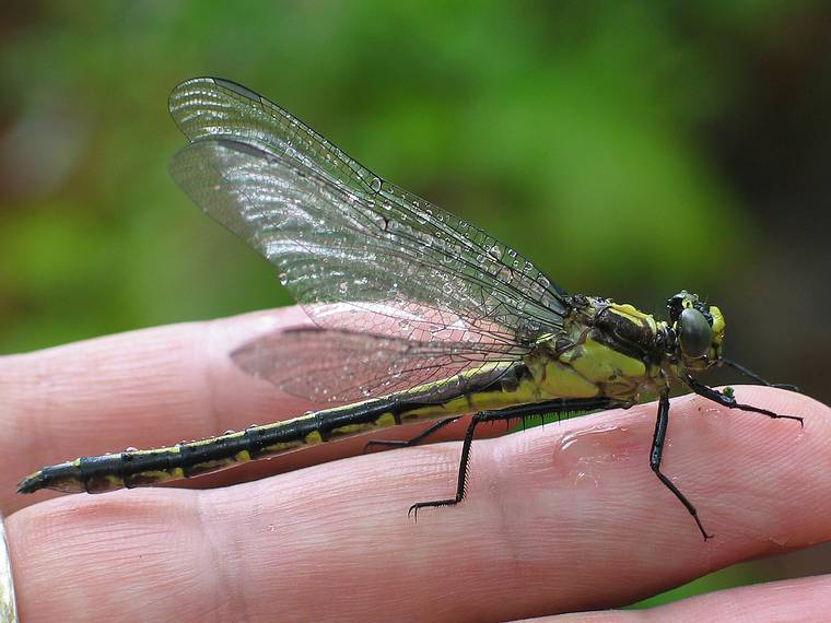 June 18, 2005 - White Lake State Park, Tamworth, New Hampshire.<br />A dragonfly on Erics hand.