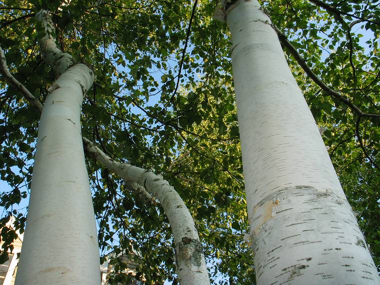 June 21 - At Tom and Kim's in South Hampton, New Hampshire.<br />Birches on the front lawn.