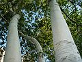 June 21 - At Tom and Kim's in South Hampton, New Hampshire.<br />Birches on the front lawn.