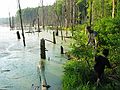 June 21 - At Tom and Kim's in South Hampton, New Hampshire.<br />The beaver pond across the street.<br />Eric and Gujn.