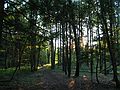 June 21 - At Tom and Kim's in South Hampton, New Hampshire.<br />The back woods.