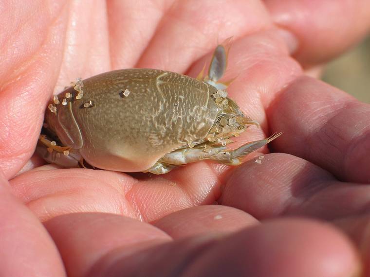 June 22, 2005 - Chappaquiddick Island, Marthas Vinyard, Massachusetts.<br />Toms Nech Point?<br />Sand mole.