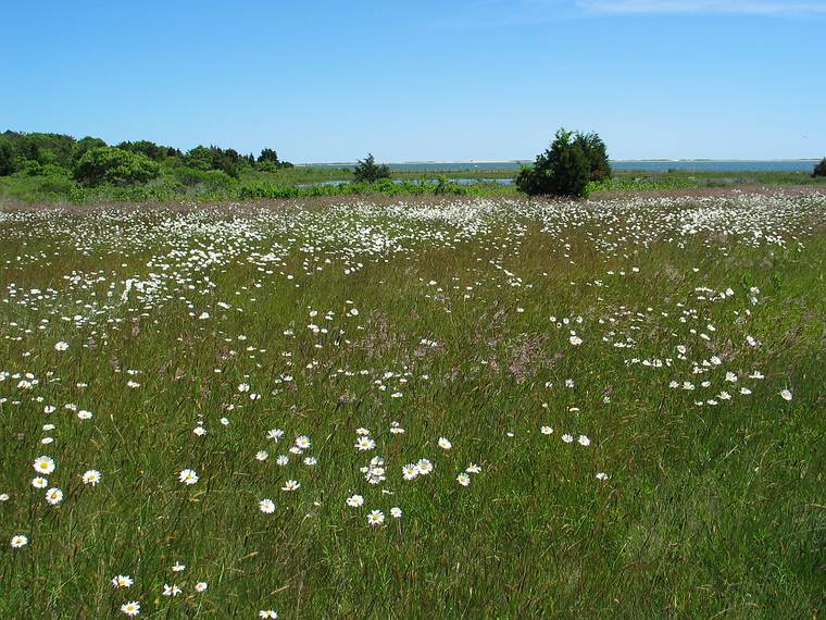 June 23, 2005 - Chappaquiddick Island, Marthas Vinyard, Massachusetts.<br />View off Quammax Road on the way to the beach on Katama Bay.