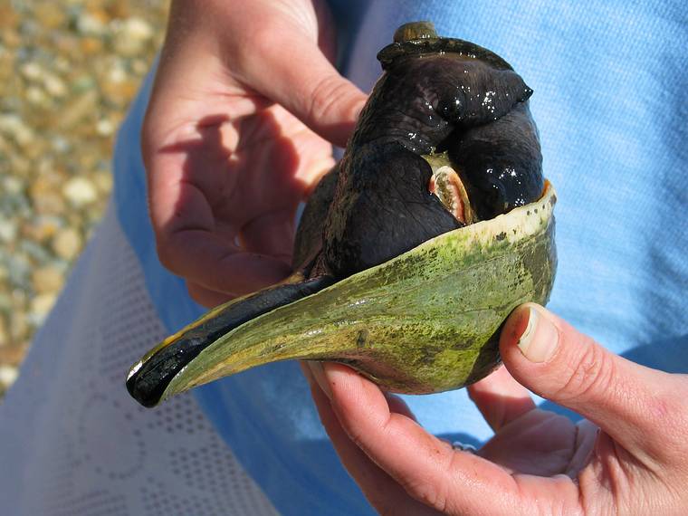 June 23, 2005 - Chappaquiddick Island, Marthas Vinyard, Massachusetts.<br />On beach on Katama Bay off Quammax Road.<br />Holly holding a channeled whelk.