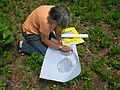 June 24, 2005 - Chappaquiddick Island, Marthas Vinyard, Massachusetts.<br />On Holly's grandmother's property.<br />Joyce doing tree stump tracing.